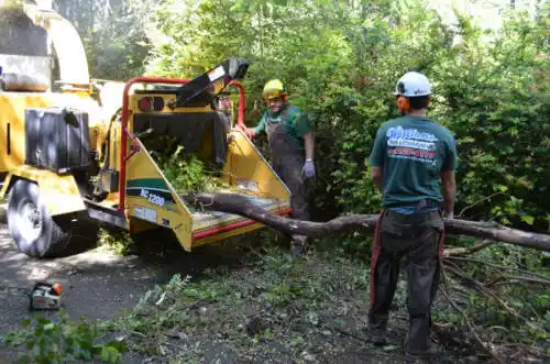 tree services Rancho Palos Verdes